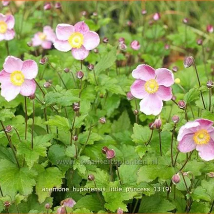 Anemone hupehensis 'Little Princess'®