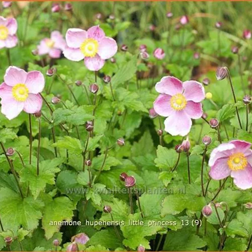 Anemone hupehensis 'Little Princess'®
