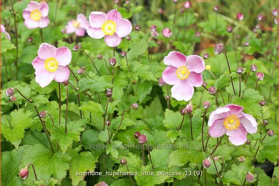 Anemone hupehensis 'Little Princess'®