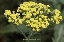 Achillea clypeolata 'Moonshine'