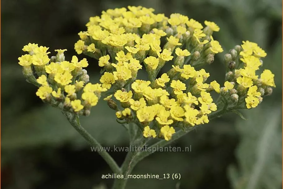Achillea clypeolata 'Moonshine'