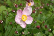 Anemone hupehensis 'Little Princess'®