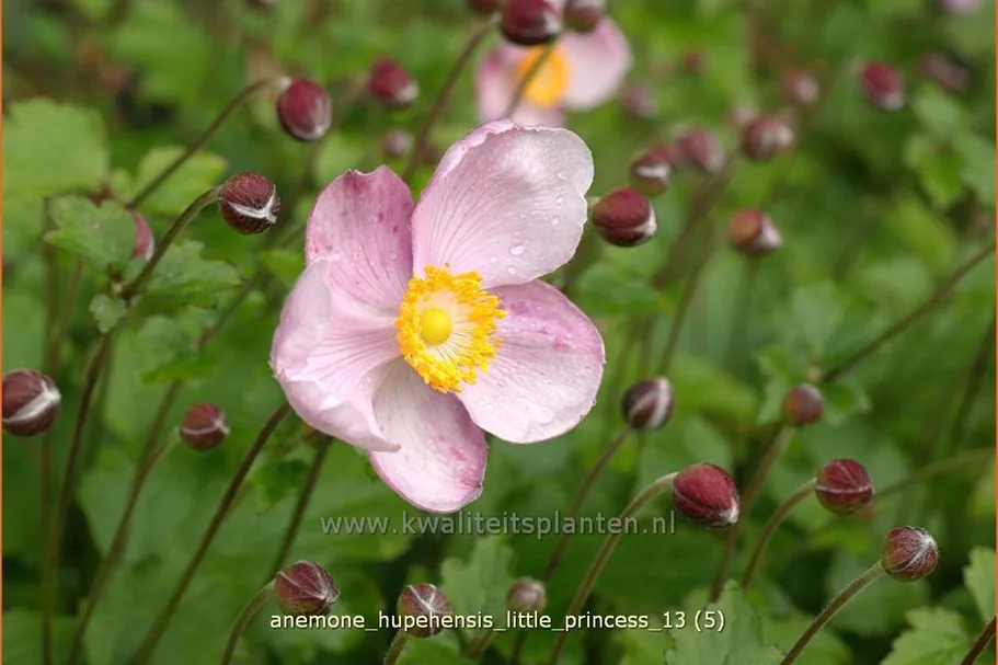 Anemone hupehensis 'Little Princess'®