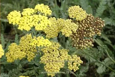 Achillea clypeolata 'Moonshine'