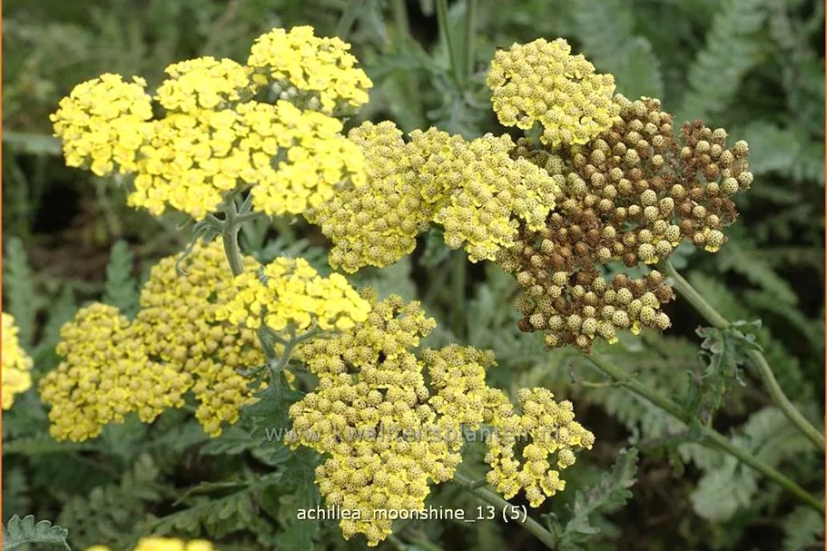 Achillea clypeolata 'Moonshine'