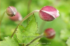 Anemone hupehensis 'Little Princess'®