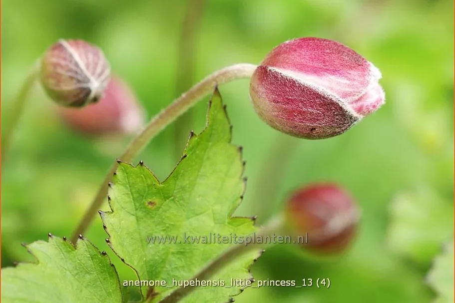 Anemone hupehensis 'Little Princess'®