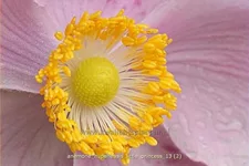 Anemone hupehensis 'Little Princess'®