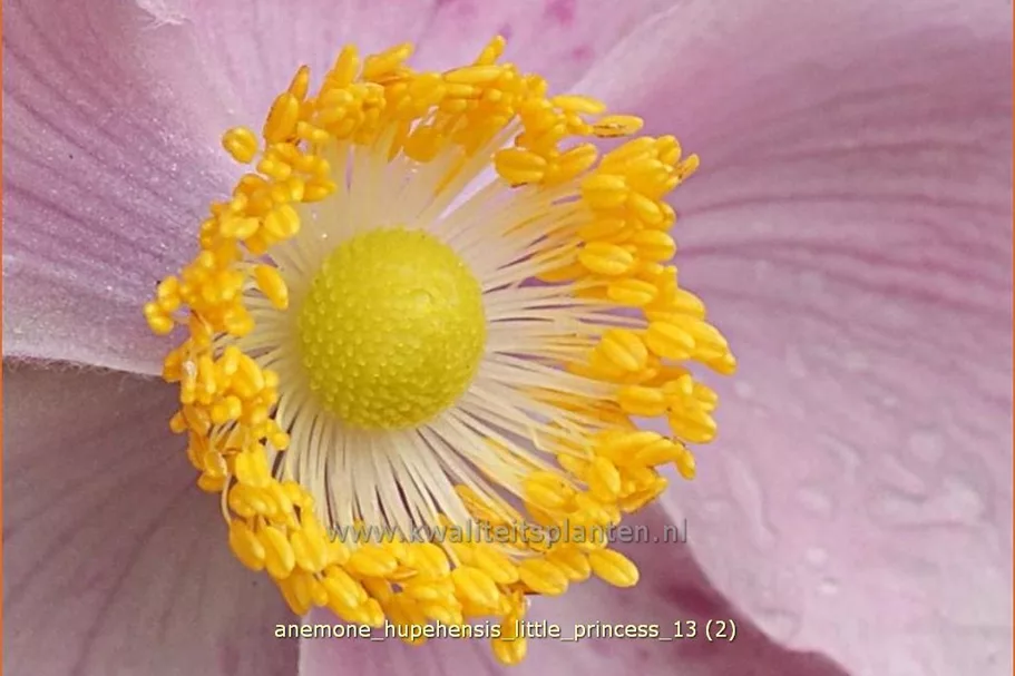 Anemone hupehensis 'Little Princess'®