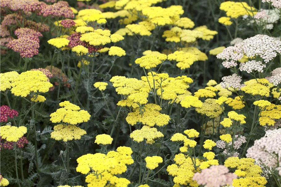 Achillea clypeolata 'Moonshine'