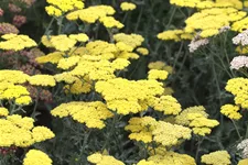 Achillea clypeolata 'Moonshine'