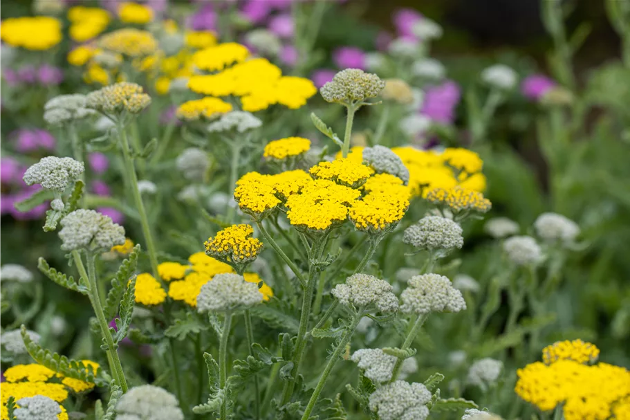 Achillea clypeolata 'Moonshine'