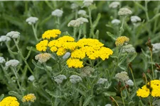 Achillea clypeolata 'Moonshine'