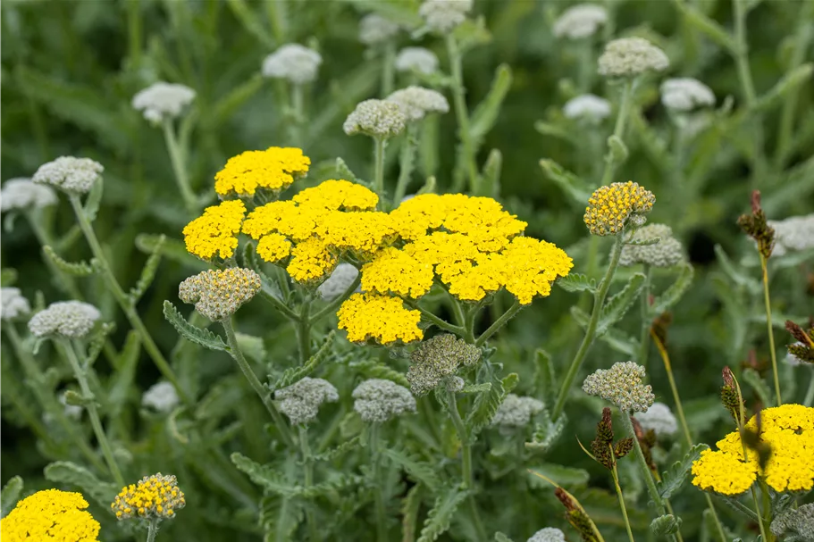 Achillea clypeolata 'Moonshine'