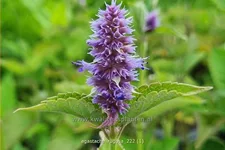 Agastache rugosa