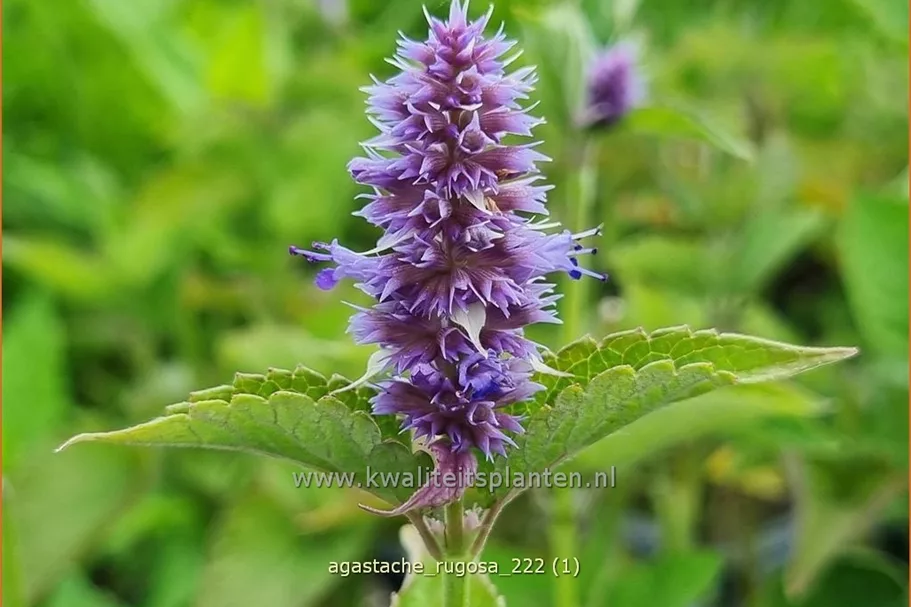 Agastache rugosa