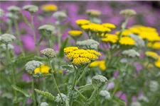 Achillea clypeolata 'Moonshine'