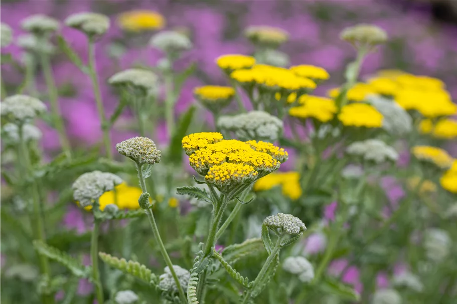 Achillea clypeolata 'Moonshine'