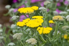 Achillea clypeolata 'Moonshine'