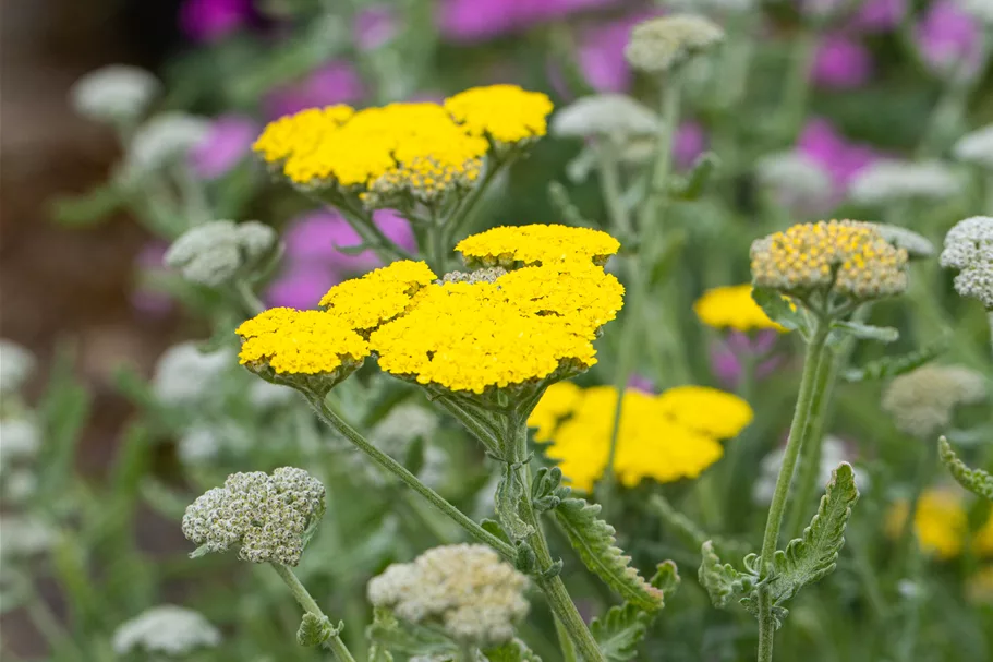 Achillea clypeolata 'Moonshine'