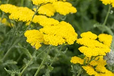 Achillea clypeolata 'Moonshine'