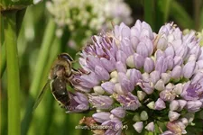 Allium senescens