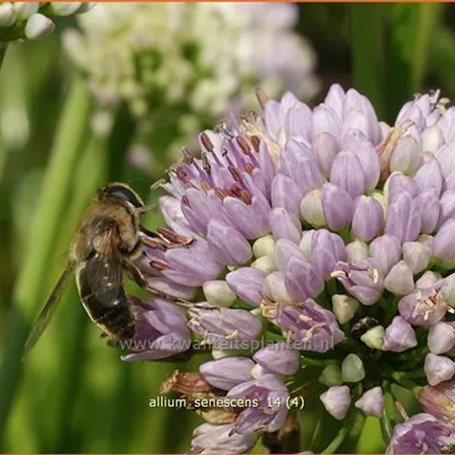 Allium senescens