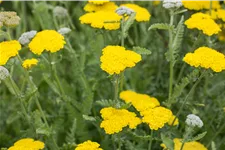 Achillea clypeolata 'Moonshine'