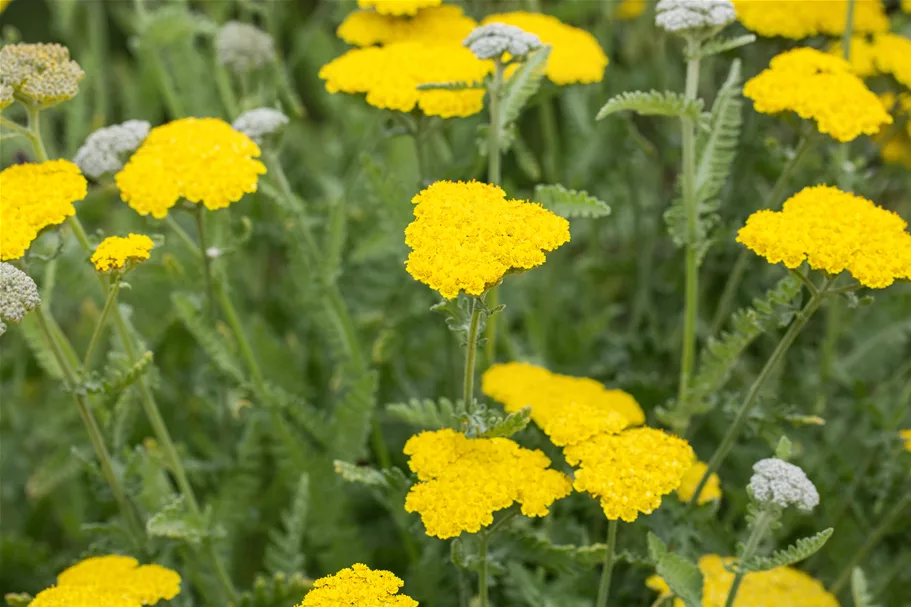 Achillea clypeolata 'Moonshine'