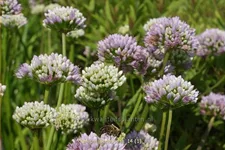 Allium senescens