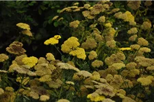 Achillea clypeolata 'Moonshine'
