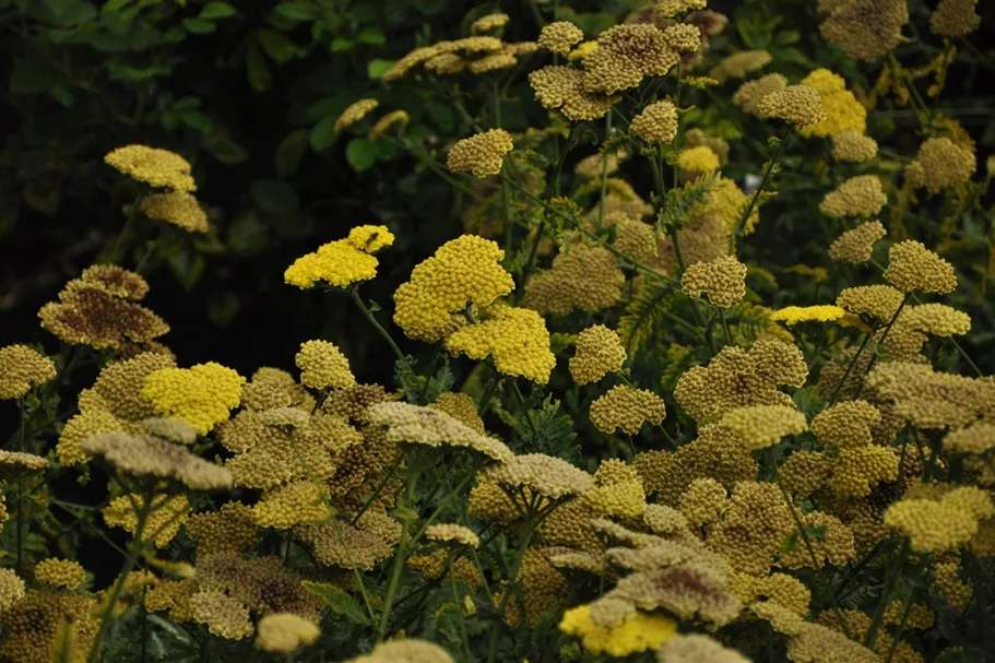 Achillea clypeolata 'Moonshine'