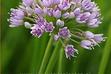 Allium senescens