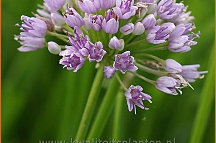 Allium senescens