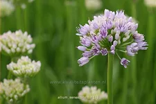 Allium senescens