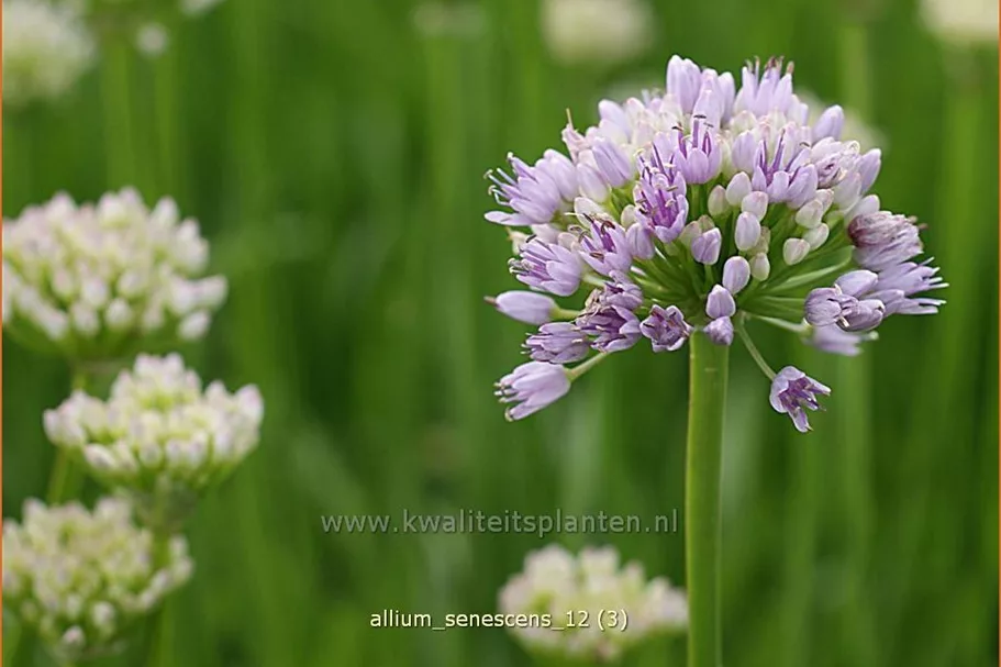 Allium senescens