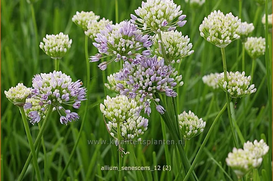 Allium senescens
