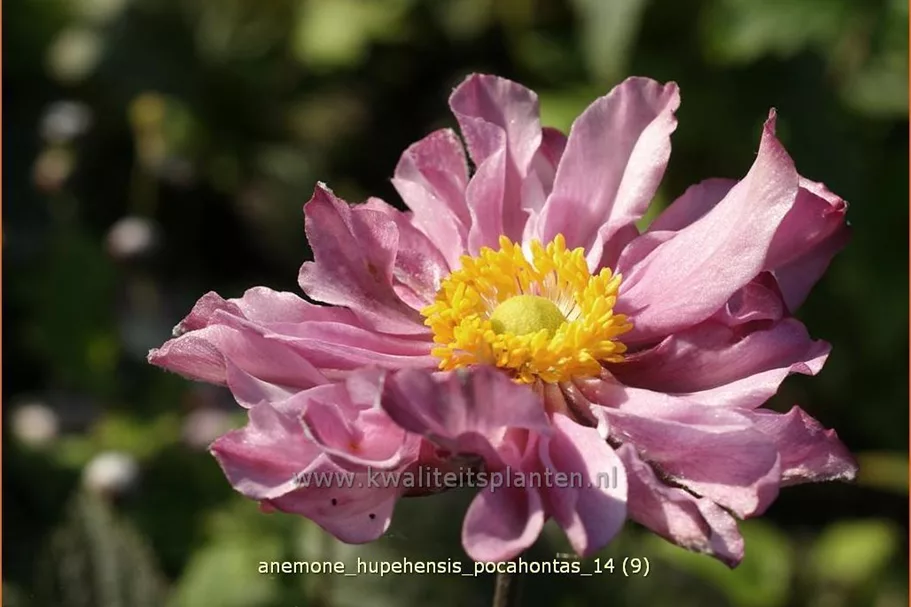 Anemone hupehensis 'Pocahontas'