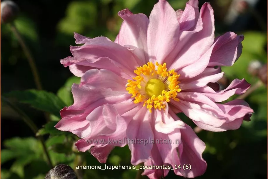 Anemone hupehensis 'Pocahontas'