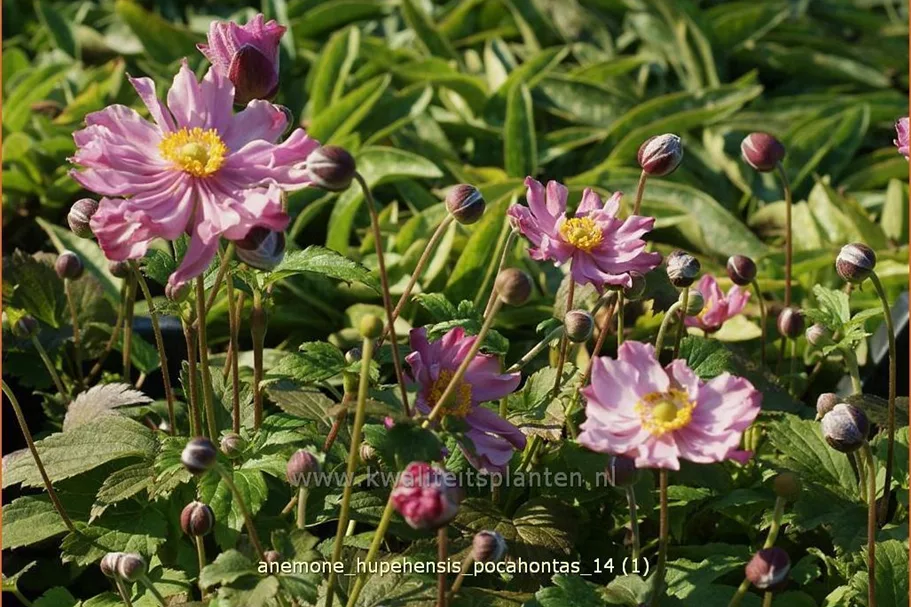 Anemone hupehensis 'Pocahontas'