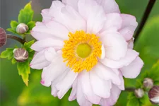 Anemone hupehensis 'Pocahontas'