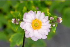 Anemone hupehensis 'Pocahontas'