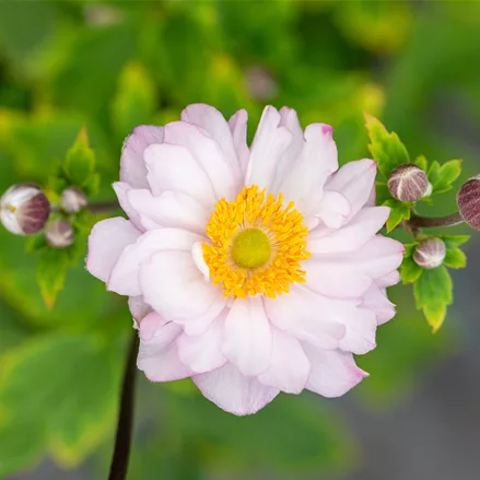 Anemone hupehensis 'Pocahontas'