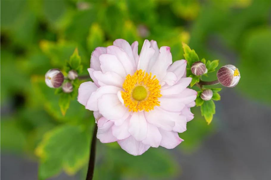 Anemone hupehensis 'Pocahontas'