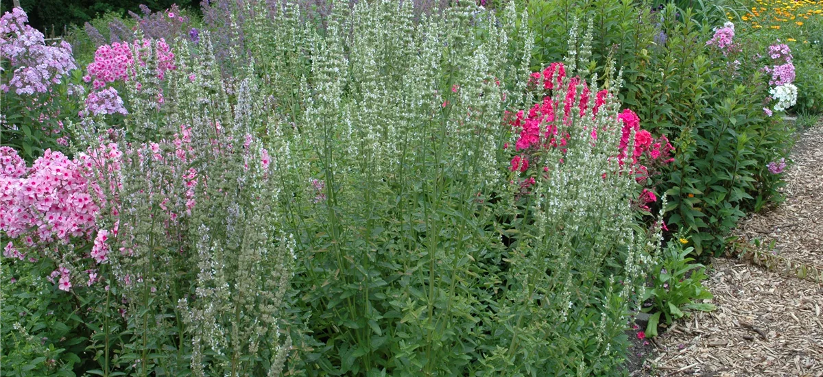 Agastache rugosa 'Alabaster'