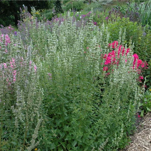 Agastache rugosa 'Alabaster'