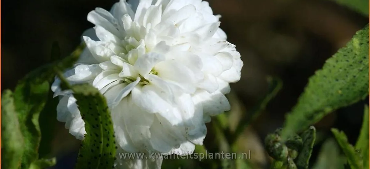 Achillea ptarmica 'Boule de Neige'