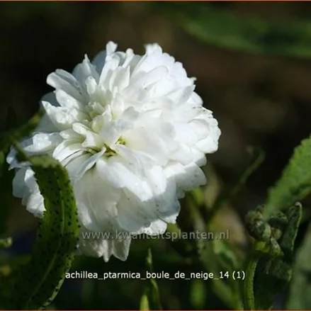 Achillea ptarmica 'Boule de Neige'