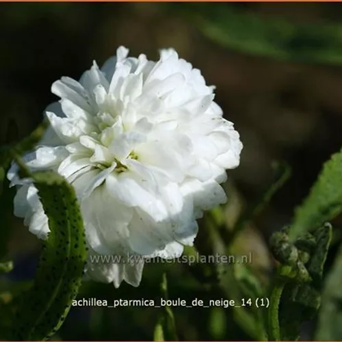 Achillea ptarmica 'Boule de Neige'