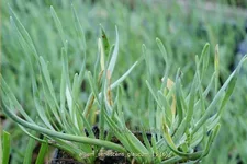 Allium senescens 'Glaucum'